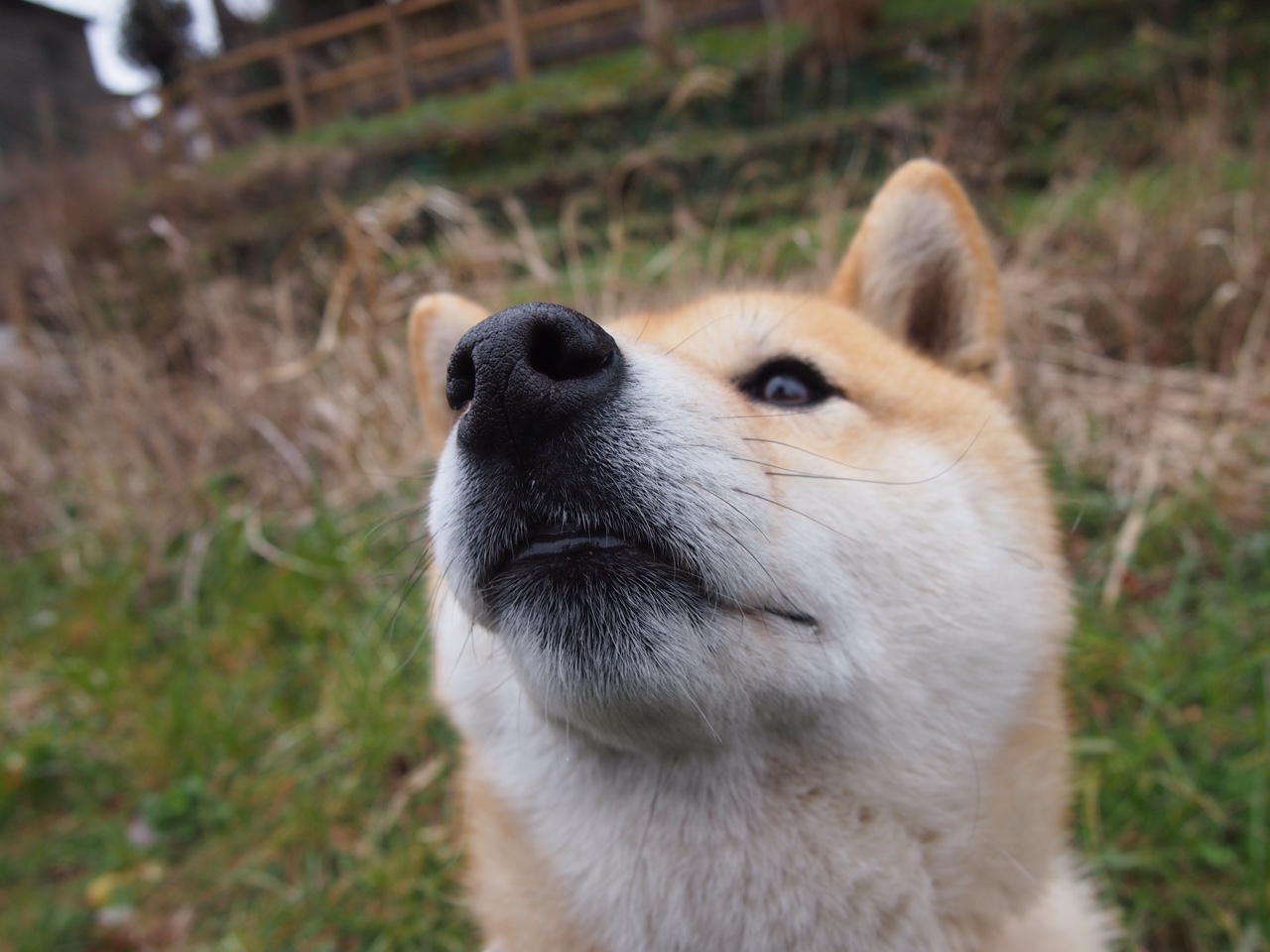 澳网封神到蒙特卡洛雪崩，辛纳的逆转悖论与网球最残酷美学