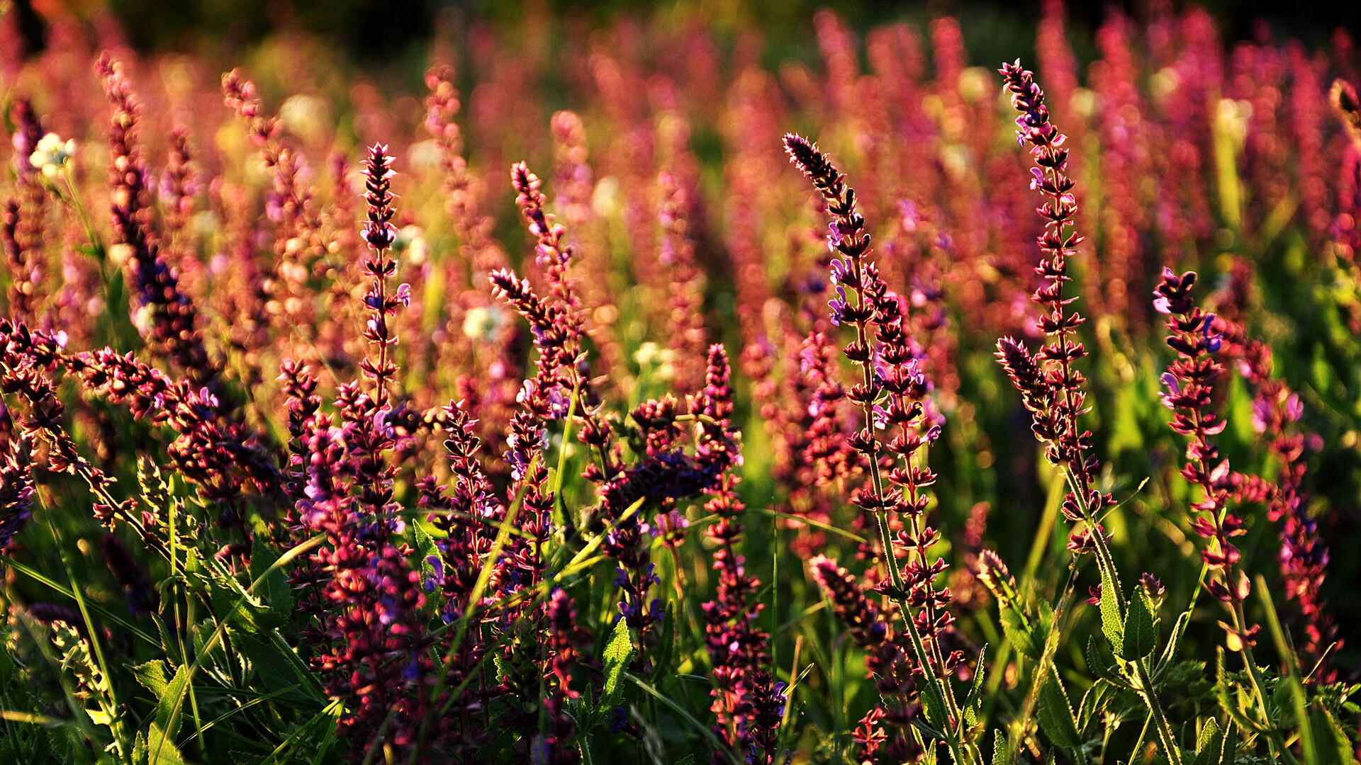 银箭的咆哮与跃马的坚持,塞恩斯一肩扛起法拉利险胜梅赛德斯