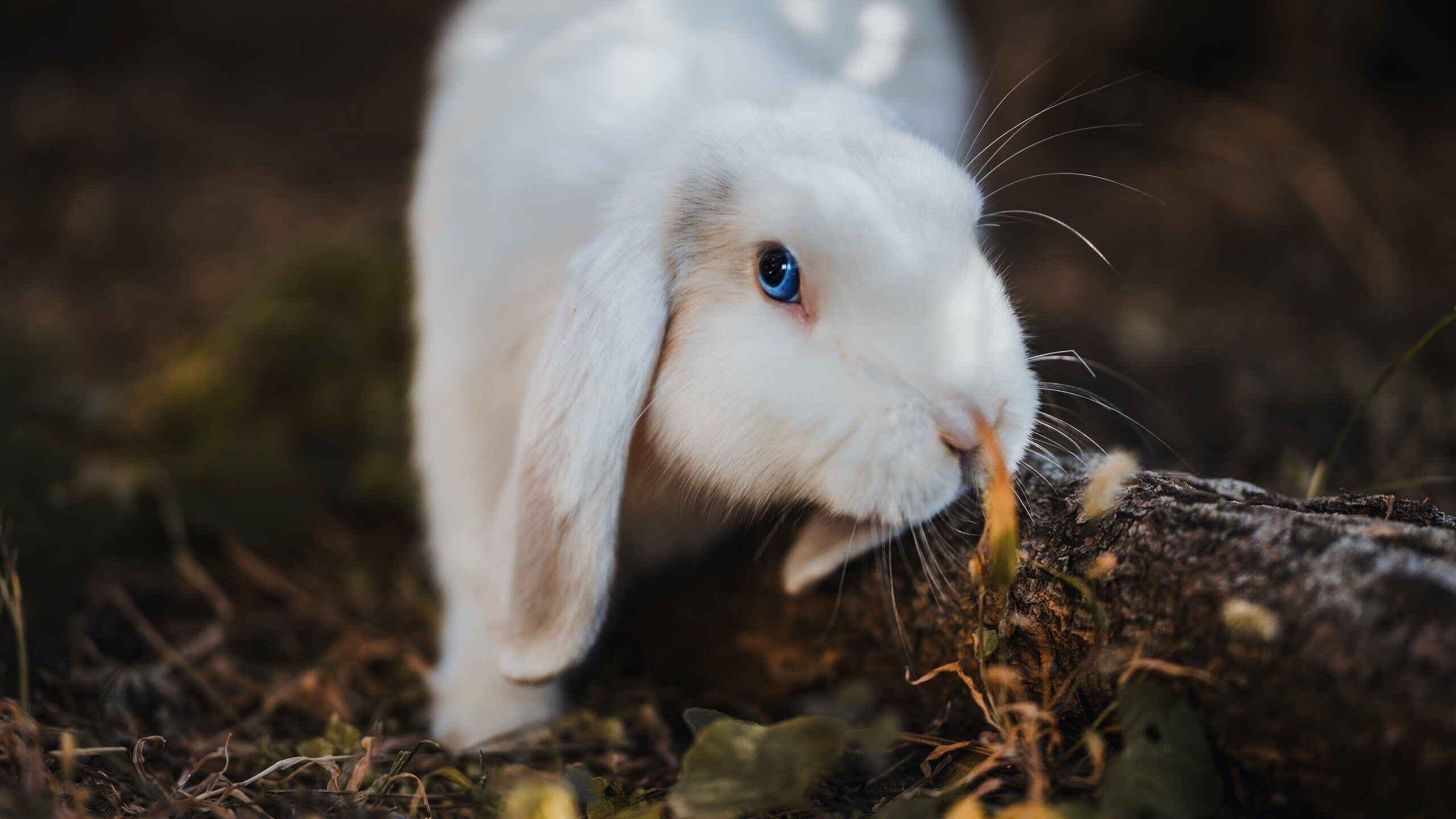 哈利伯顿利刃出鞘,浙江一波流冲垮火箭不败金身