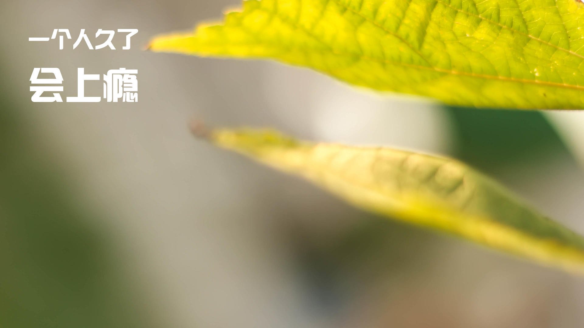 昨夜意甲焦点战，两大纪录被改写，戈麦斯的传奇与一个意外的名字