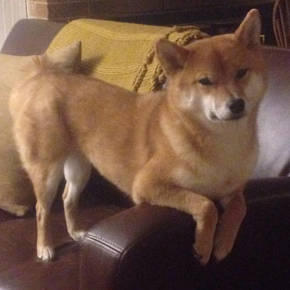 非典型胜利，当神锋哑火，无名英雄巴雷拉扛起洪都拉斯击溃波兰