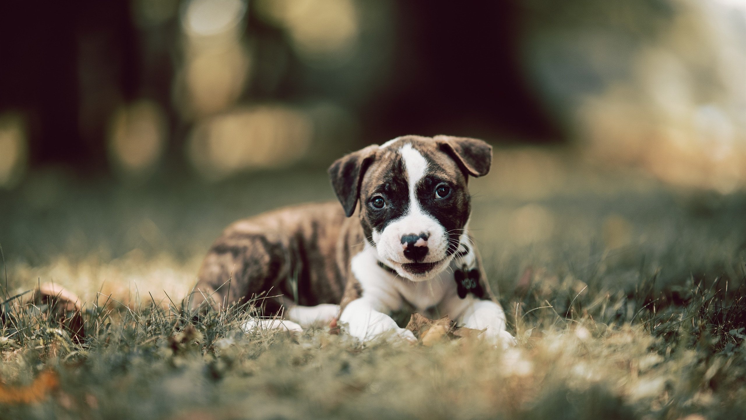 卡马文加关键一击，尤文终结加纳不败神话