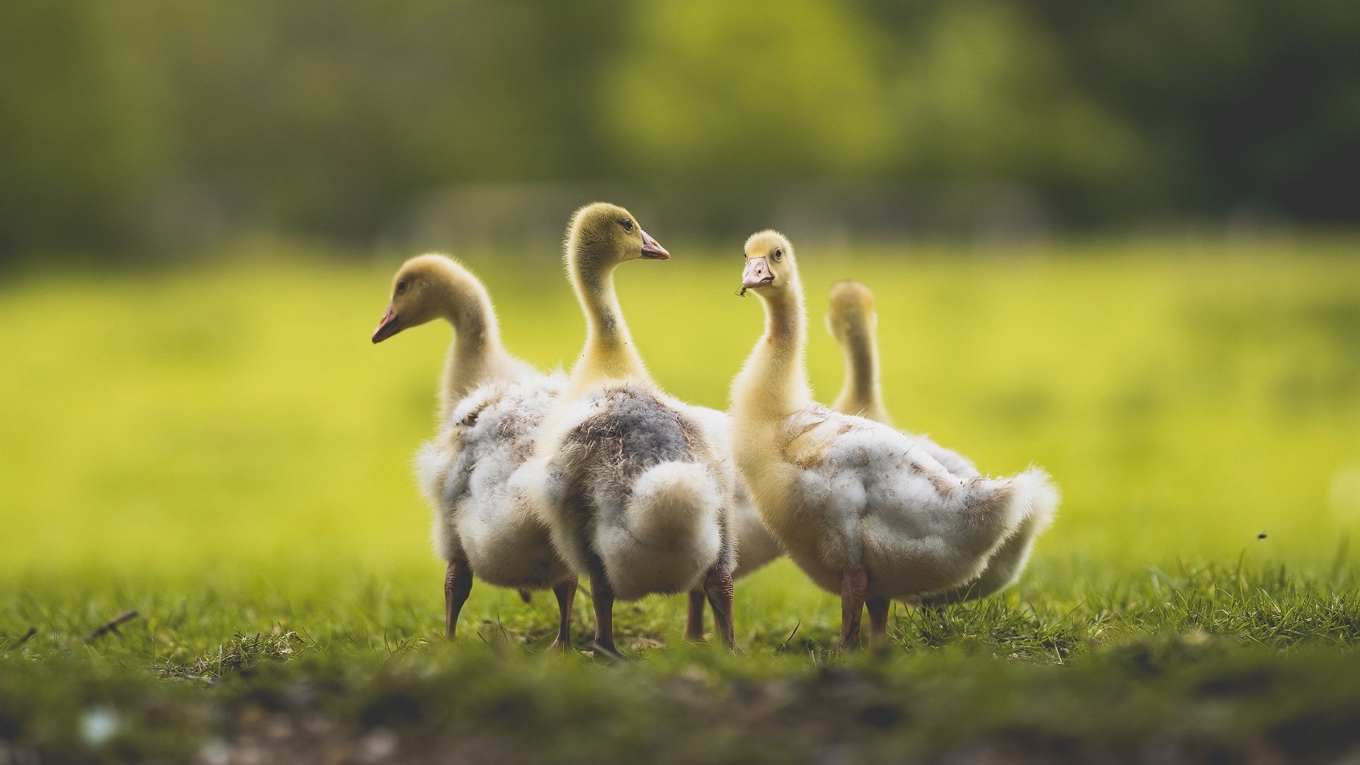 极速协奏曲，当F1方向盘与篮球同时在制胜时刻颤抖