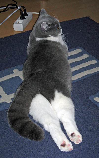 北国军阵直捣中美洲铁壁—复盘乌克兰3-0哥斯达黎加的年度焦点之战