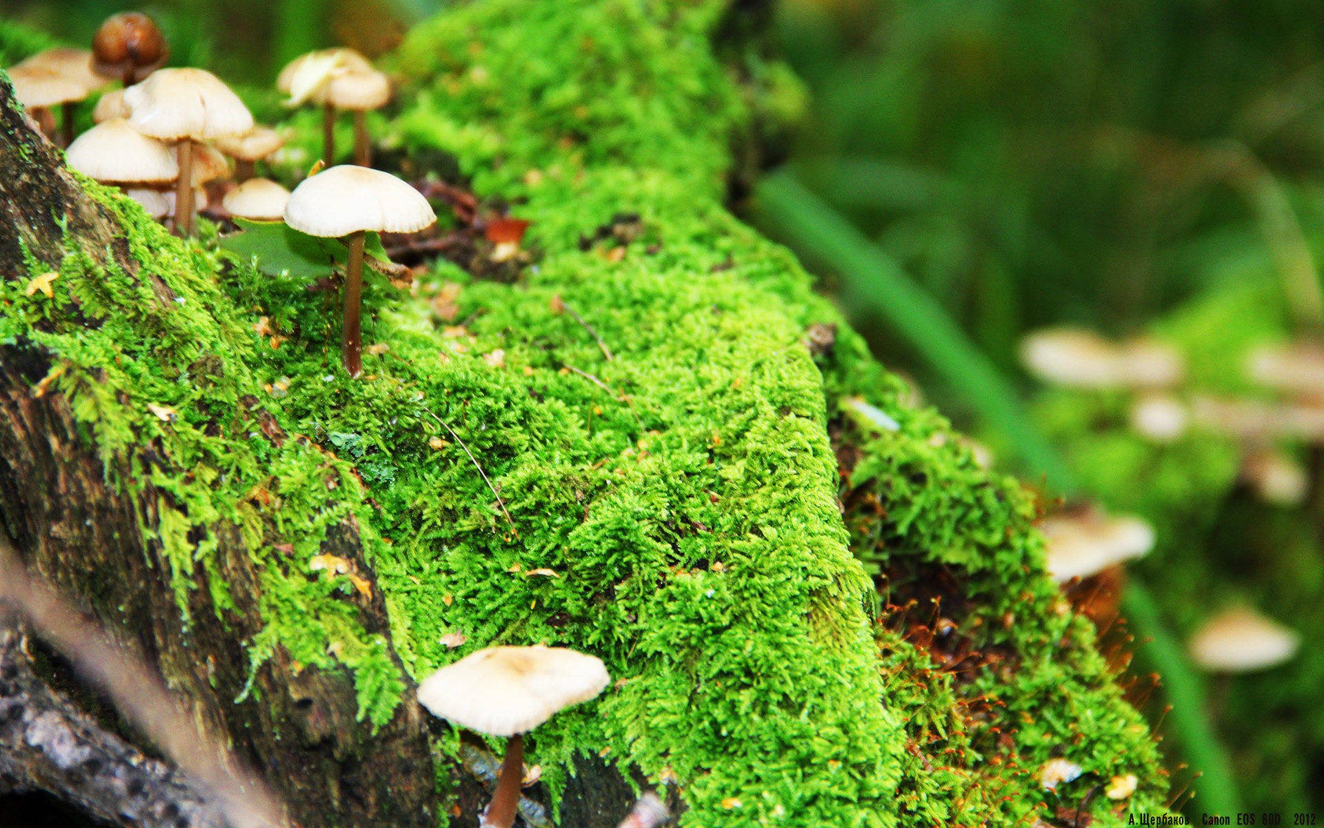 奇迹与遗憾，当楚阿梅尼的惊雷，遇上希腊神话的最后一秒回响