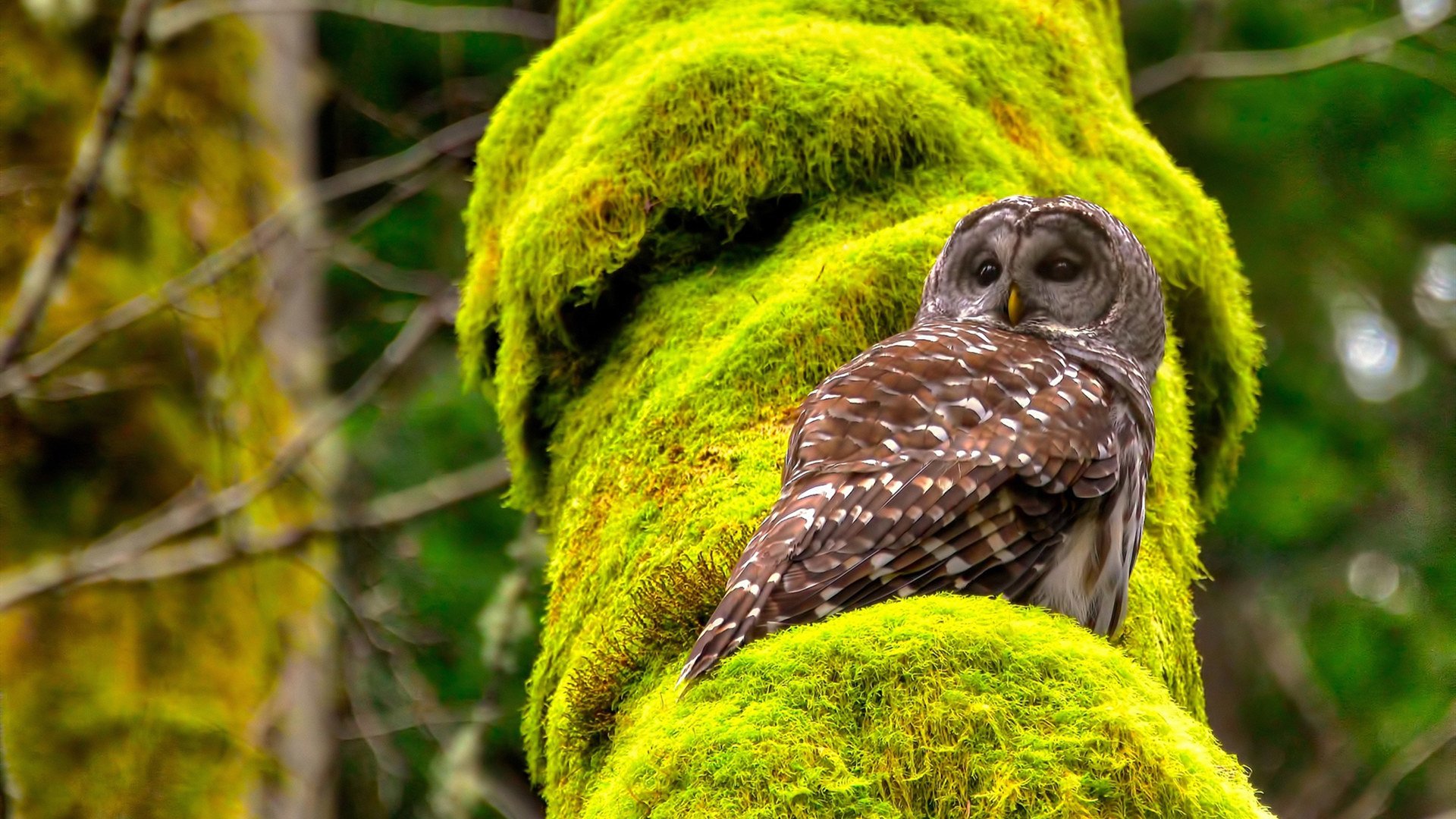 季后赛双重奏,湖人逆境突围,杰伦格林接管闪耀