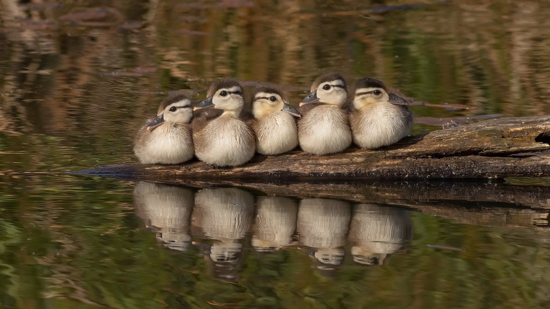 当沙漠之鹰啄碎东欧铁骑，卡马文加，改写卡塔尔足球命运的唯一密钥