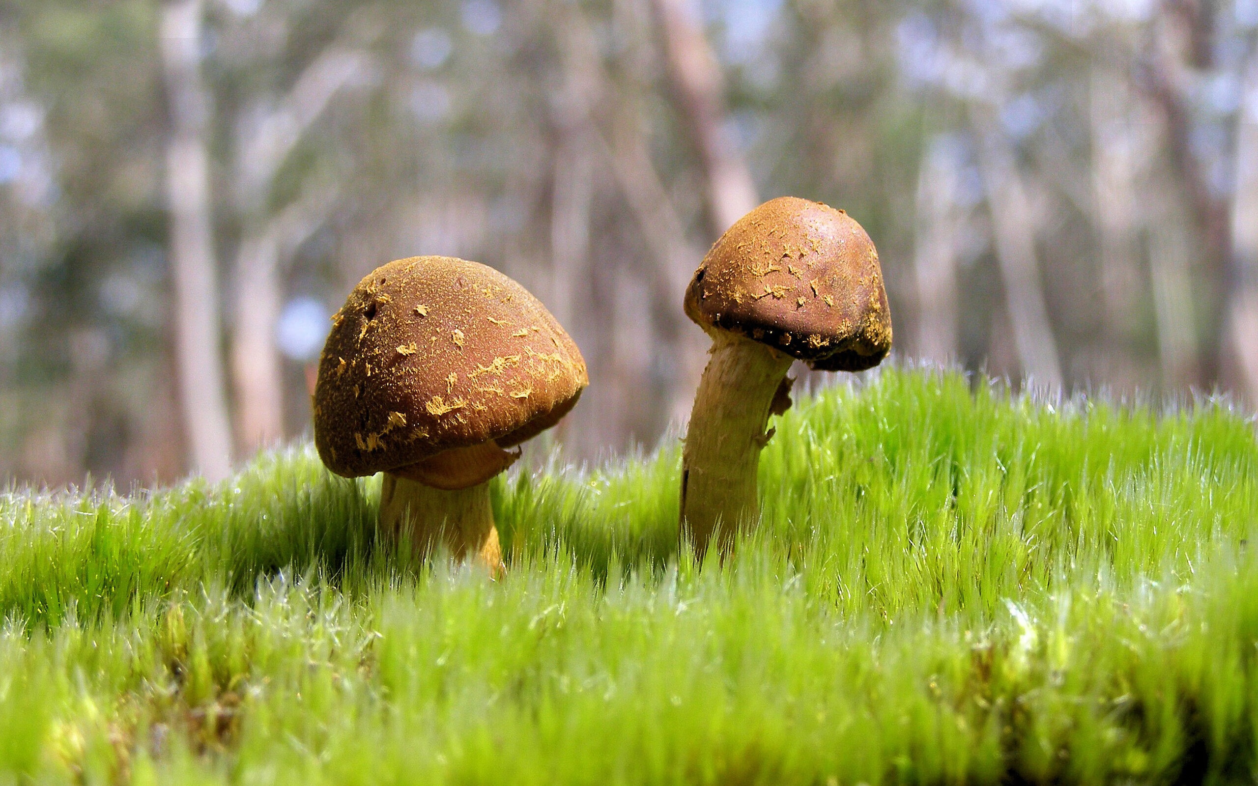 爱游戏官网-范弗利特末节狂飙19分，火箭惜败却助灰熊锁定关键卡位战