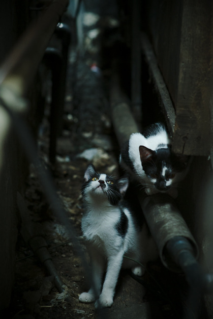 东方防线崩塌夜,拉梅洛一役封神,湖人新王降世