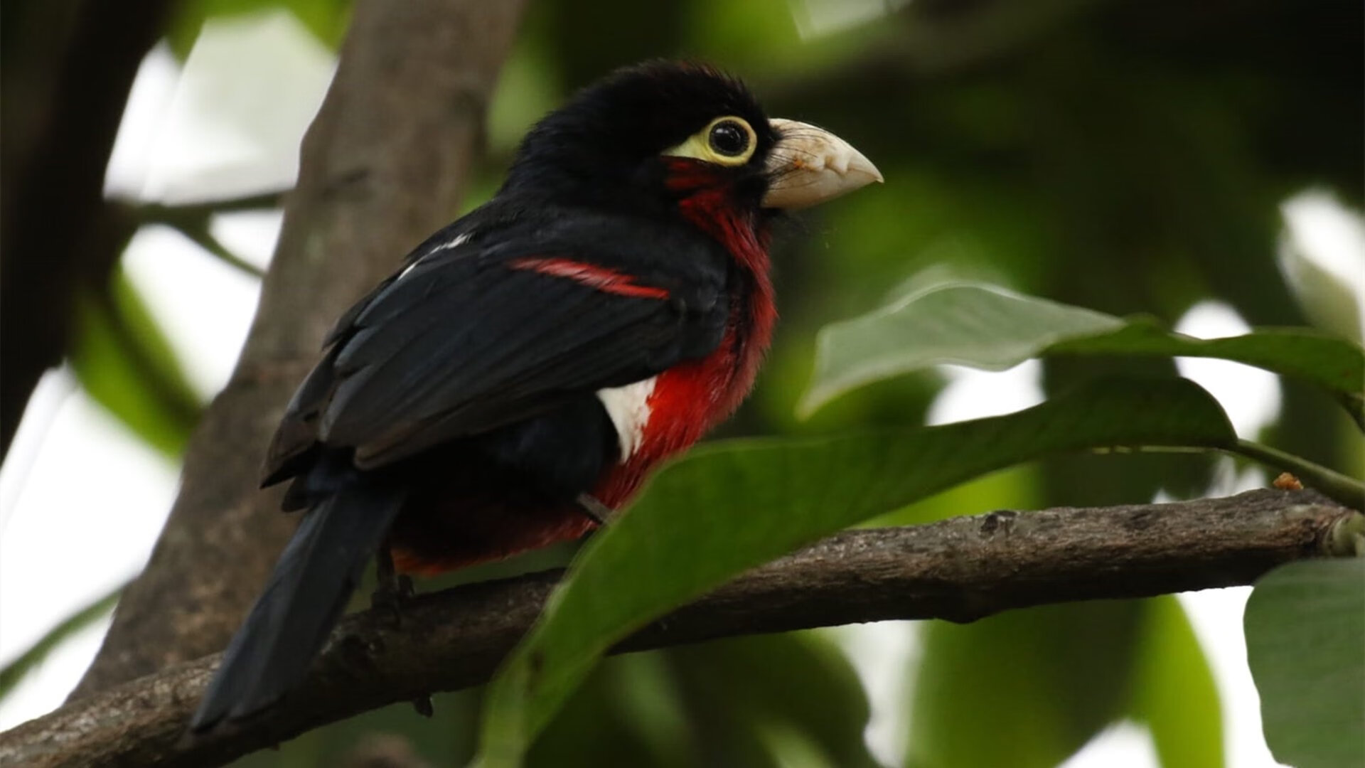 跨次元篮球奇幻夜,山西队的逆袭与约基奇的降维打击