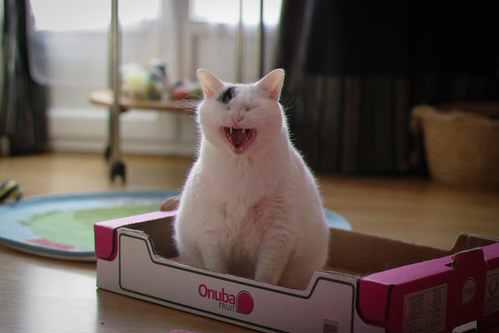 跨界风暴,摩洛哥足球烈焰焚城,卡塞米罗抢七夜铸篮球传奇