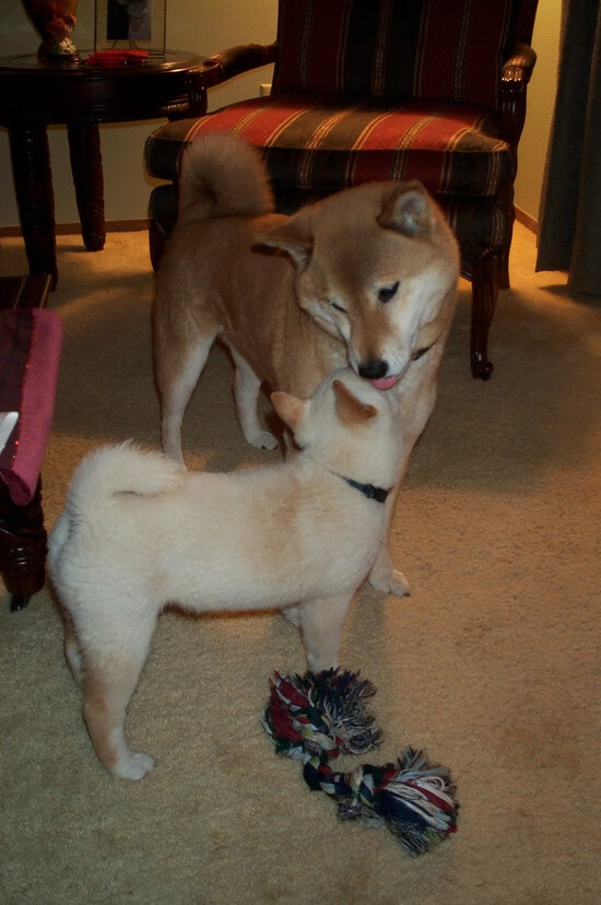 爱游戏在线-戈贝尔关键时刻站出来，雷霆横扫爵士，领袖的孤勇与团队的碾压