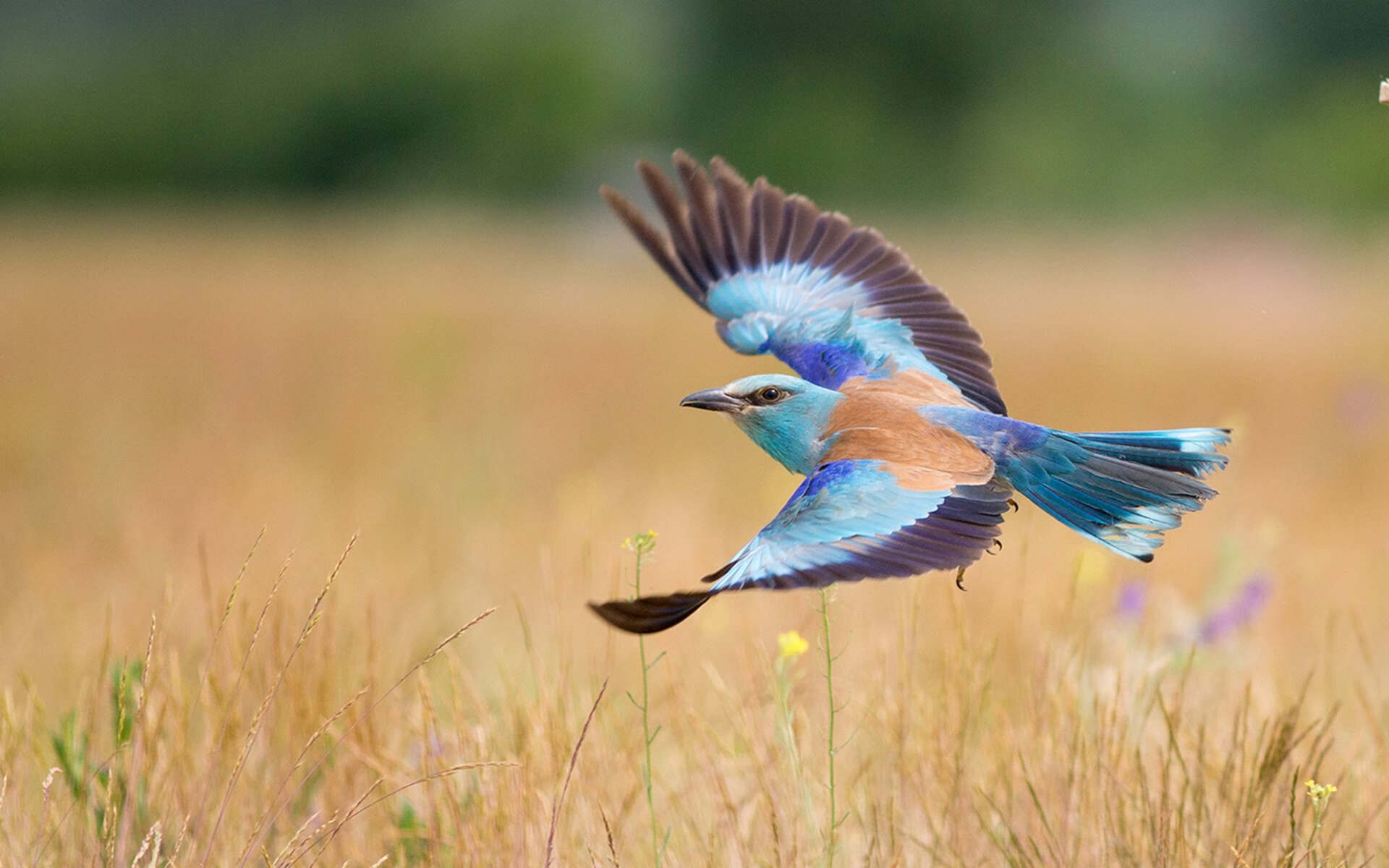 爱游戏大厅-意甲焦点战的战术启示，法国队如何在新西兰关键战中突围