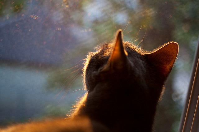 德罗赞致命一击！老鹰末节风暴席卷吉林，悬念提前三分钟宣告终结